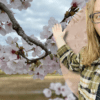Awesome Blossoms: Cherry Blossom Info for Pyeongtaek