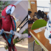 Bird, Cat, Dog, and Animal Cafes Near Pyeongtaek
