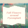 Fall Flowers around Pyeongtaek