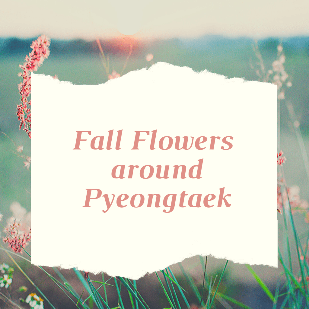 Fall Flowers around Pyeongtaek