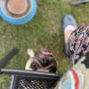 Fun with Your Dog Near Osan Air Force Base