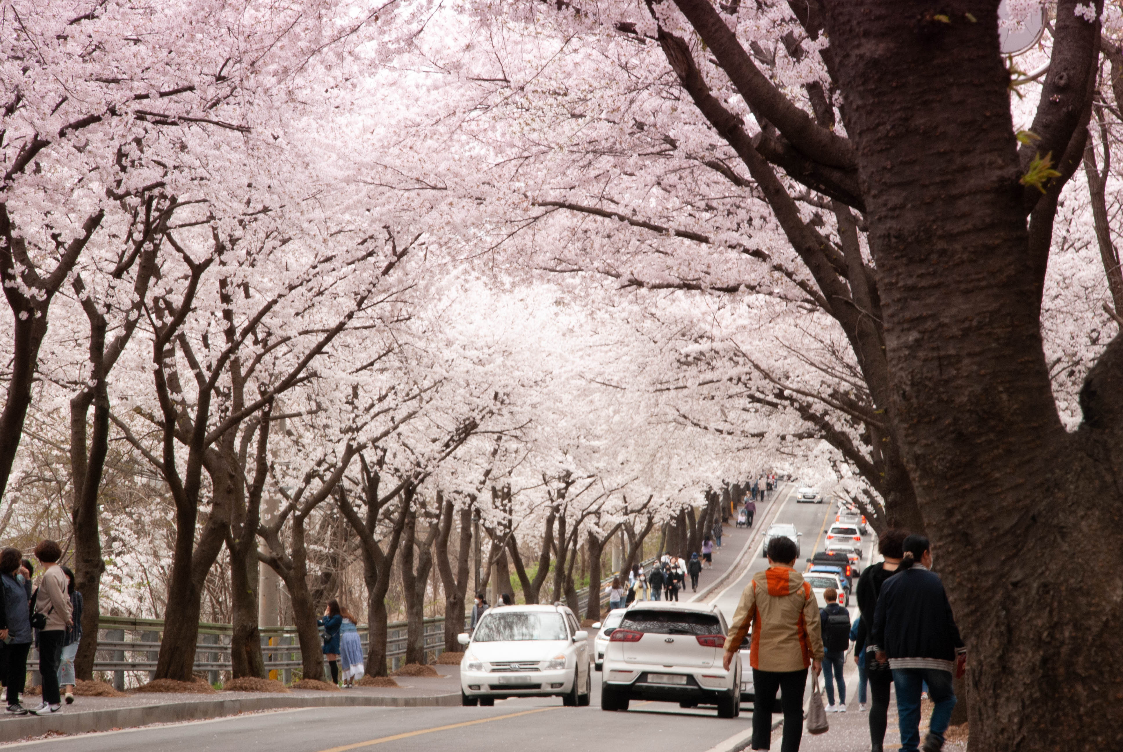 Cherry blossoms at Buraksan