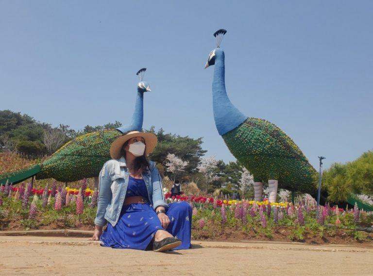 Korea Flower Park Tuplip Festival in Taean