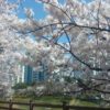 Spring Festivals in South Korea