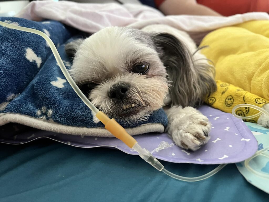 Choosing A Veterinarian in Korea