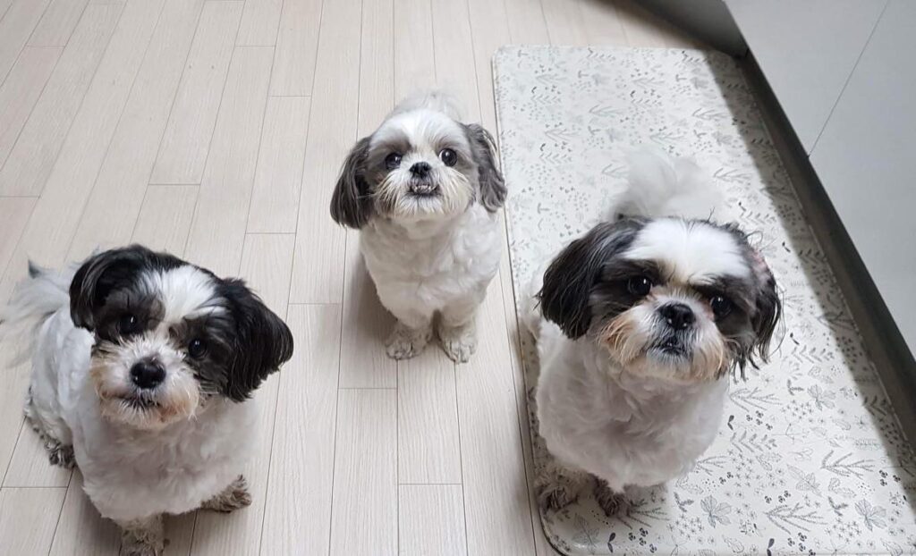 choosing a veterinarian