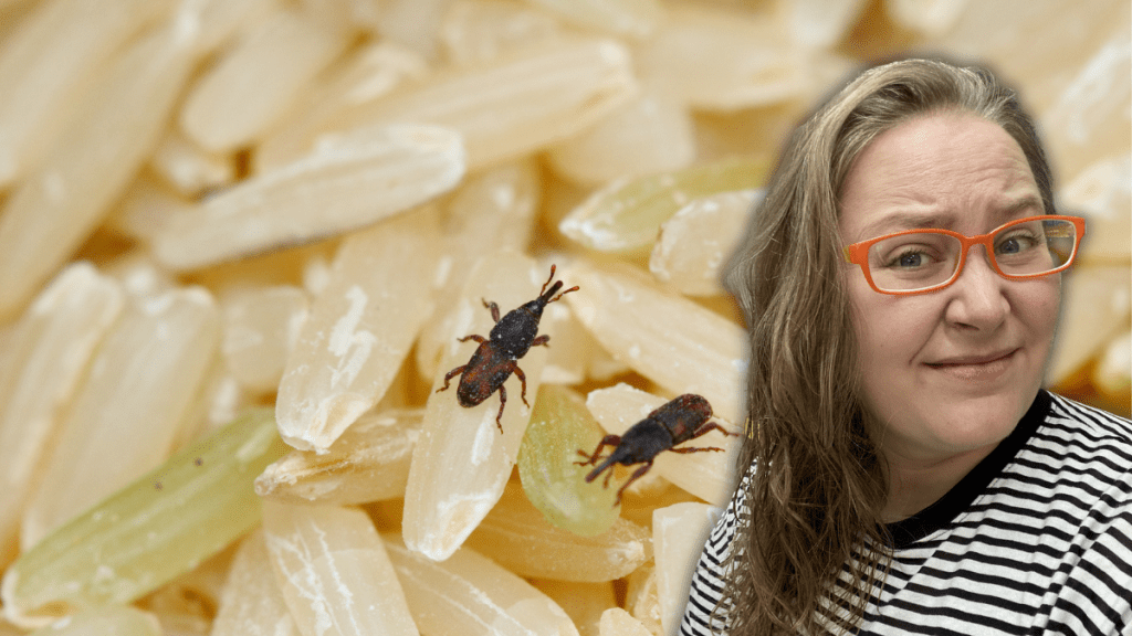 Managing Household pests in South Korea