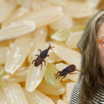 Managing Household pests in South Korea