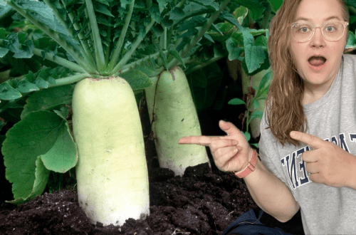 Do I call it Chinese Radish, Korean Radish, Japanese Radish, or White Radish