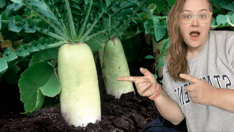 Do I call it Chinese Radish, Korean Radish, Japanese Radish, or White Radish