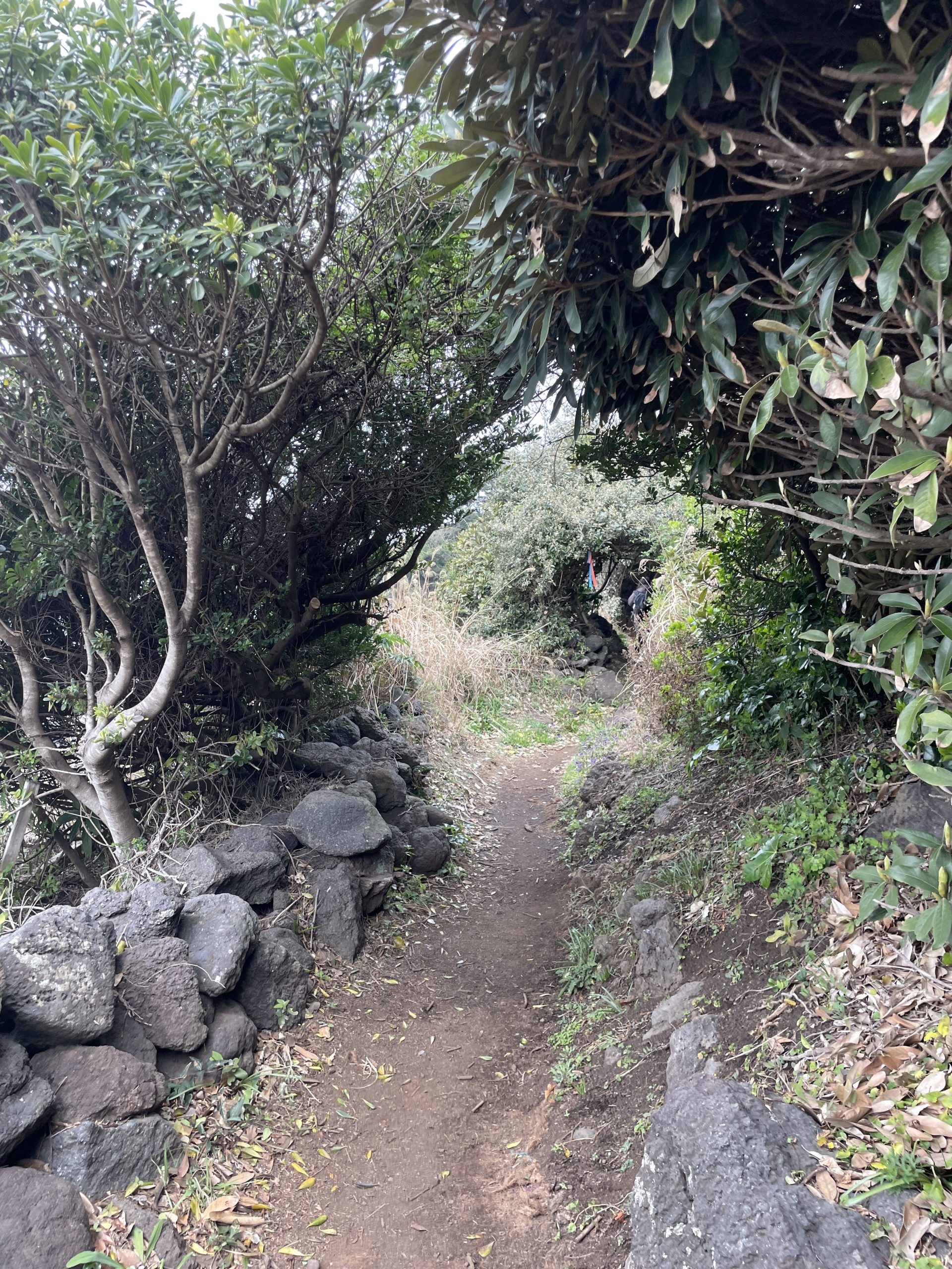 jeju olle course