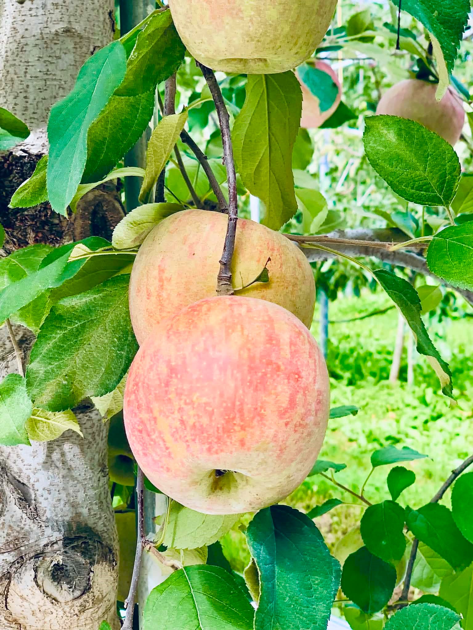 yesan apples