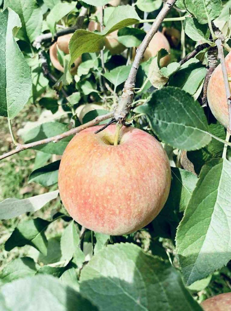 Ripe apple growing on a tree at an apple farm in Yesan