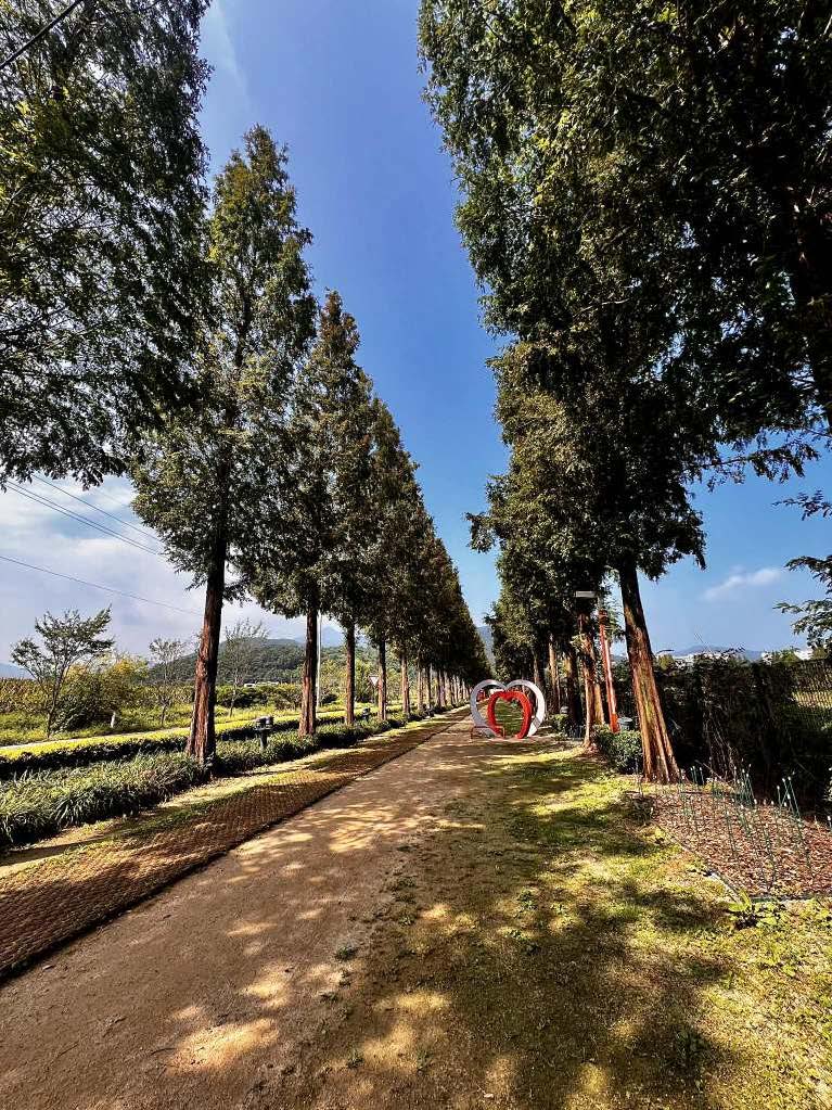 Deoksan Metasequoia Trail in Yesan, South Korea