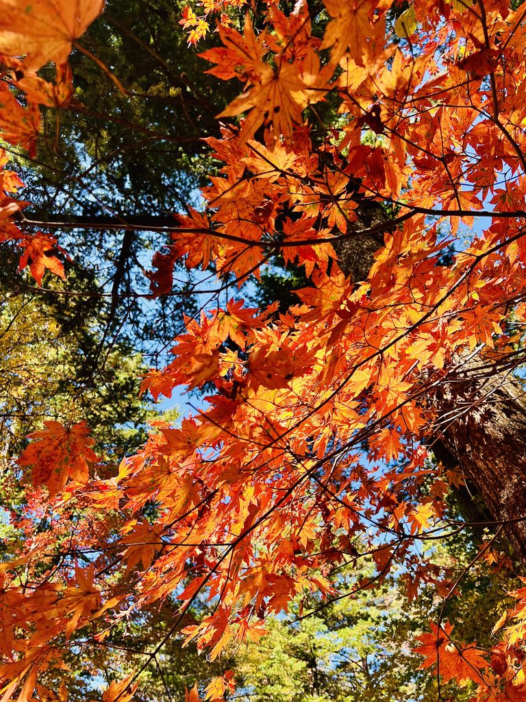 Leaves of fall at Woljeongsa Buddhist Temple