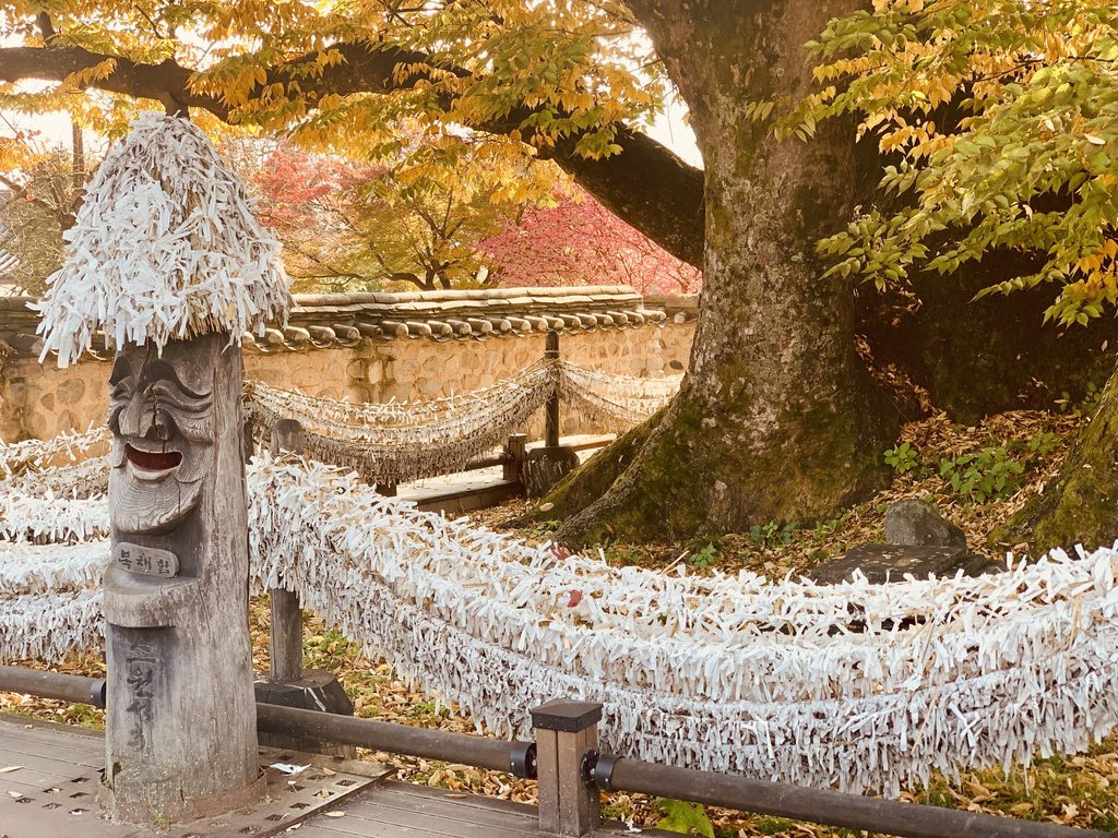The great zelkova tree Samsindang, Andong, South Korea.